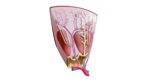 Kidney Nephron Structure Anatomy