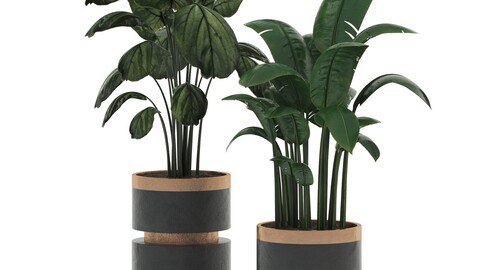 indoorplant