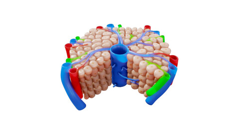 Hepatic Lobule Anatomy