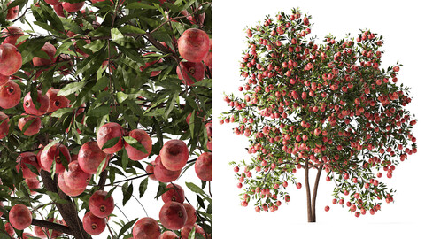 Detailed Pomegranate Tree 3D Model