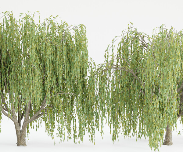 ArtStation - collection willow trees vol12-Blender(Cycles) | Resources