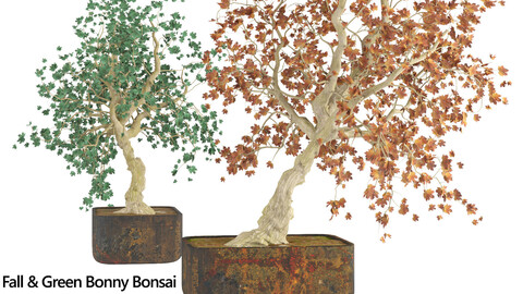 Autumn and Summer bonny bonsai pot trees