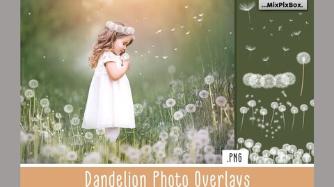 Dandelion Photo Overlays