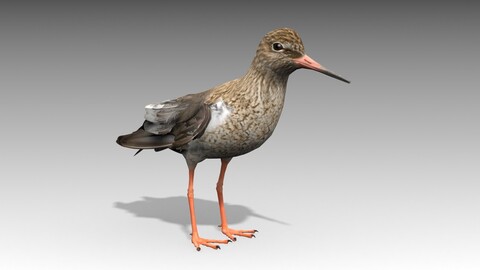 Redshank 3D Models (Animated)