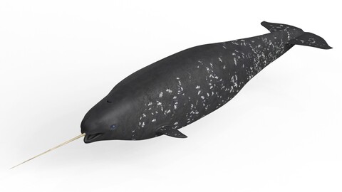 Narwhal Fish