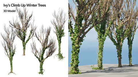 Evergreen Ivy on Winter Branches 3d model