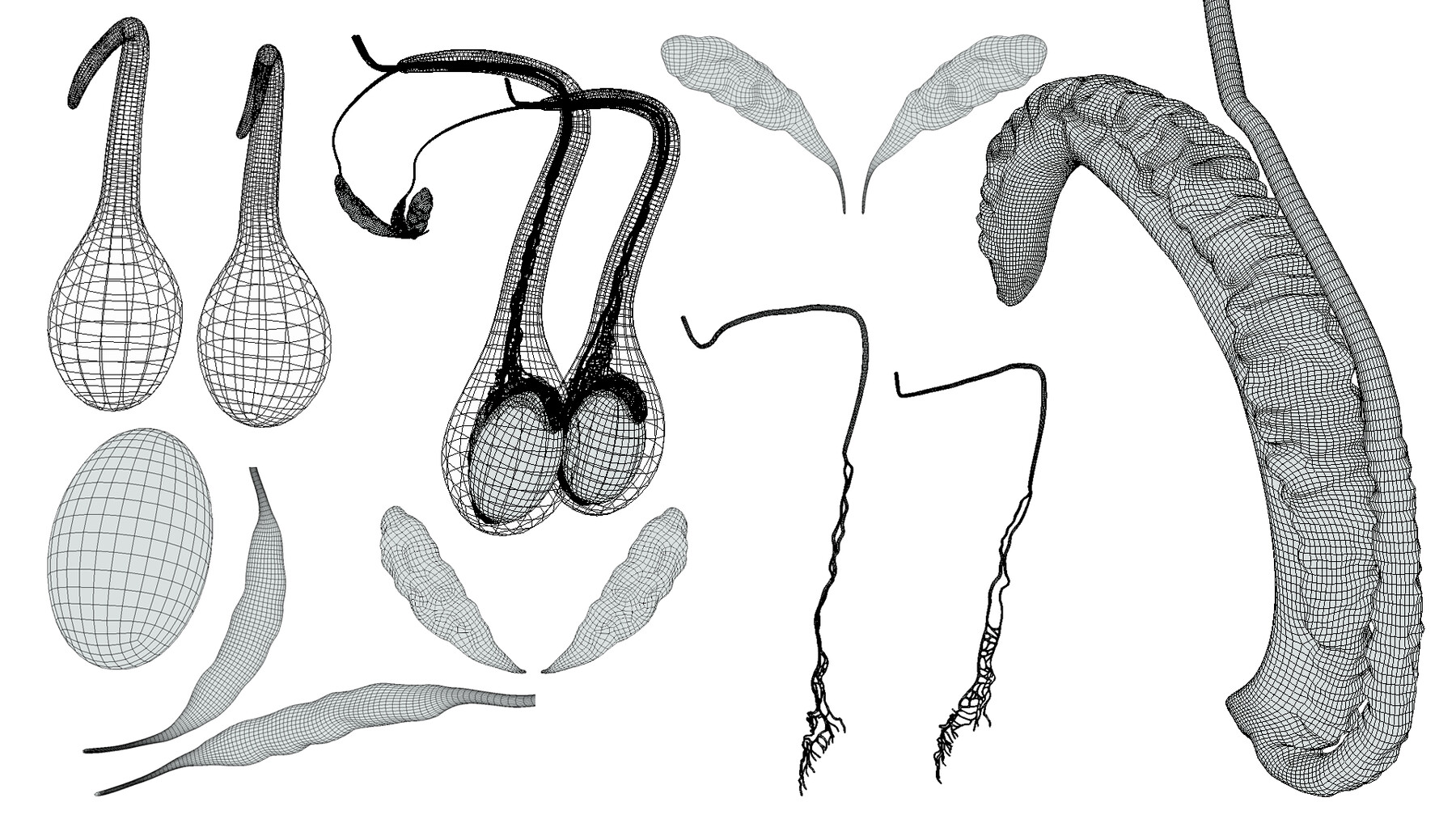 Male <b>Testicles</b> Testes Anatomy A <b>testicle</b> or testis (plural testes)