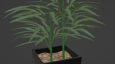 Bamboo plant on flowerpot