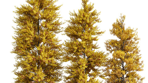 fall trees Maidenhair Ginkgo