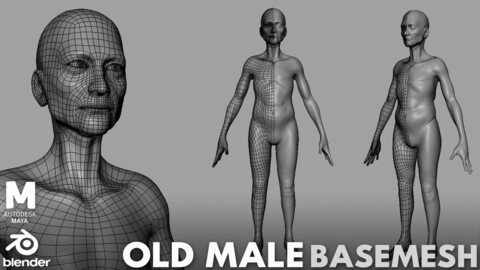 Old Male Anatomy BaseMesh - Topology + UV map