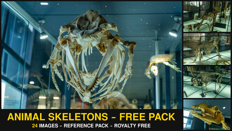 Animal Skeletons - Free Photo Reference Pack