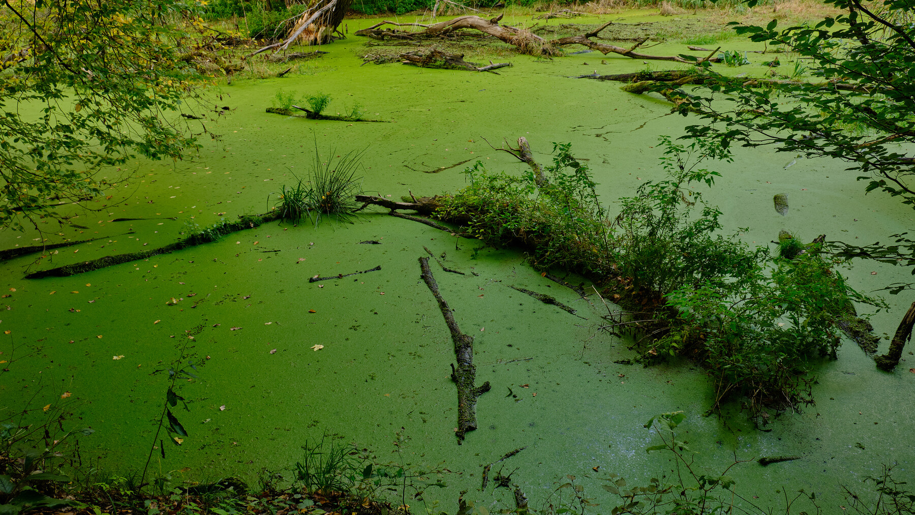 ArtStation - SWAMPS AND MARSHES PHOTO REFERENCE PACK 600 jpgs | Resources