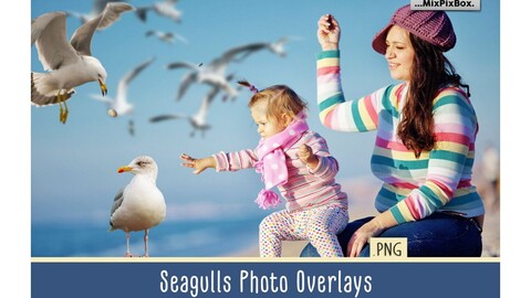 Seagulls Overlays