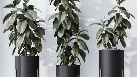 HQ HousePlants Rubber Ficus Elastica Abidjan Melany Set07