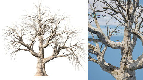 Realistic Leafless Tree Trunk