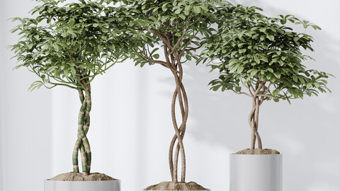 HQ HousePlants Schefflera Arboricola Umbrella Set01