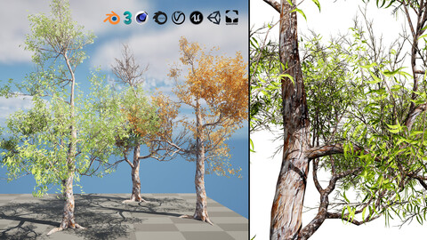 Highly Detailed Gum Tree 3D Models