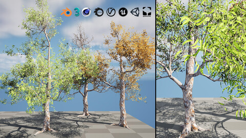 Free Low Poly Gum Tree 3D Models