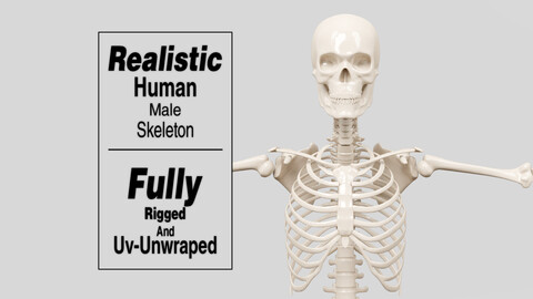 Human Skeleton Photorealistic