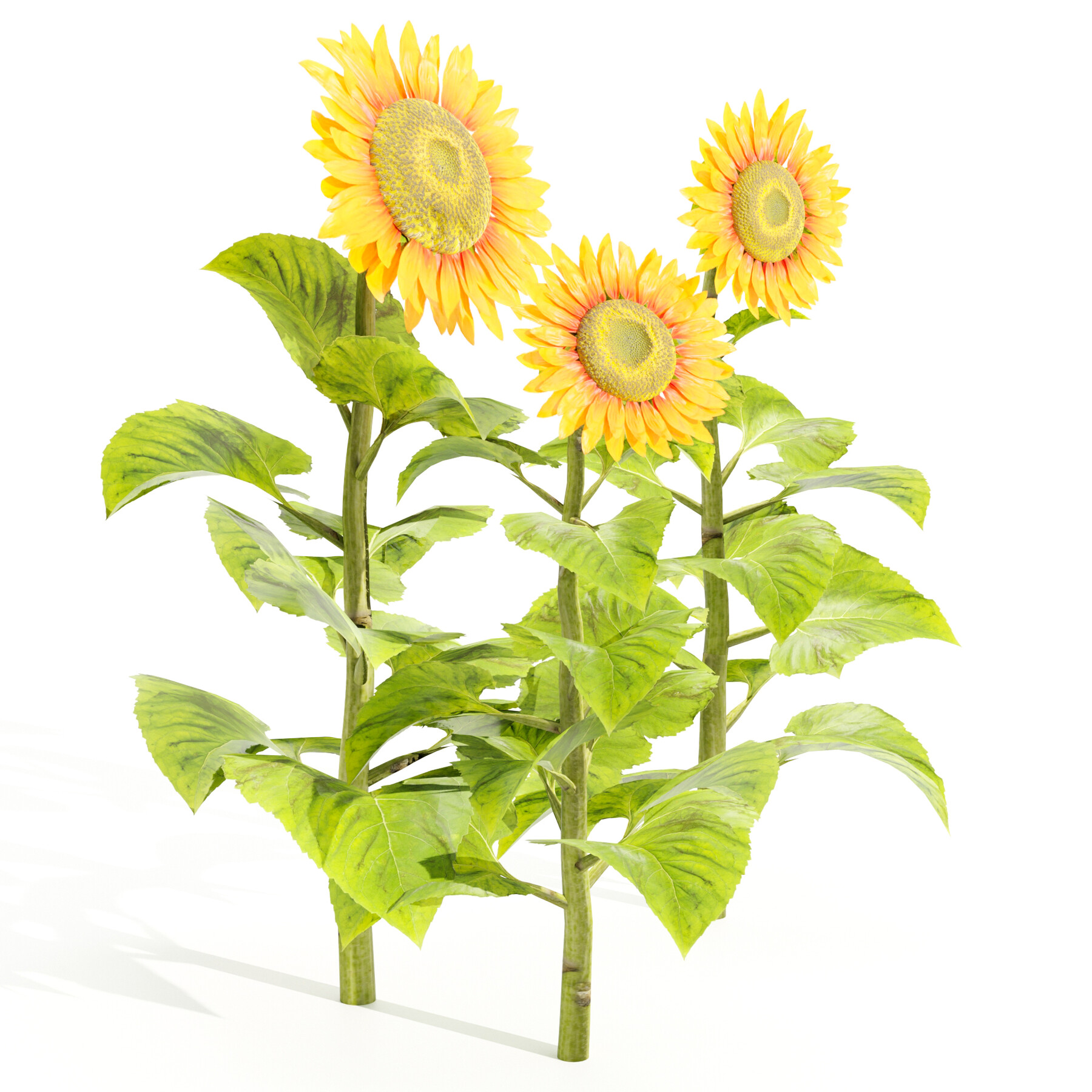 ArtStation - Sunflower (Plants vs zombies) (Blender3D)(Fan art)