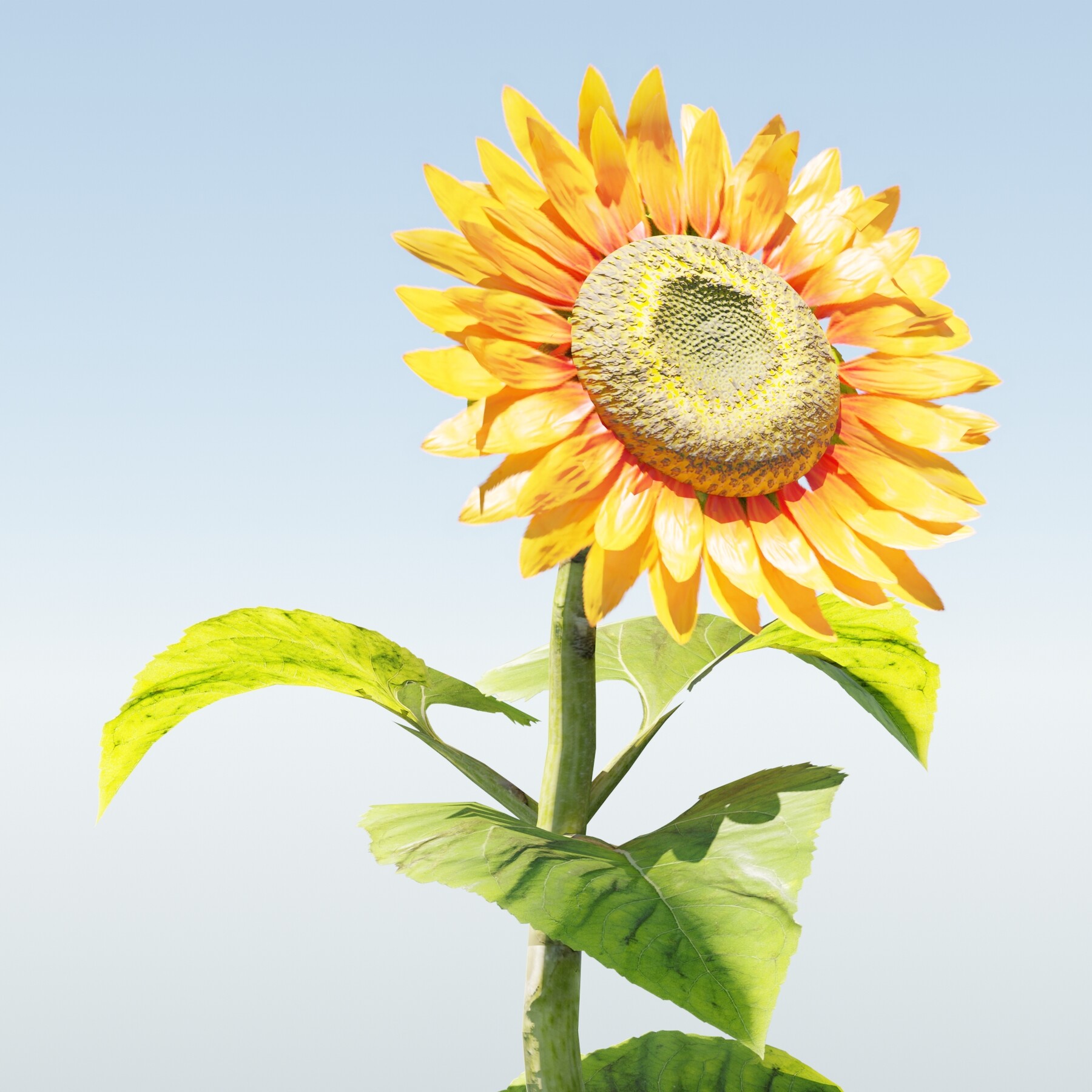 ArtStation - Sunflower (Plants vs zombies) (Blender3D)(Fan art)