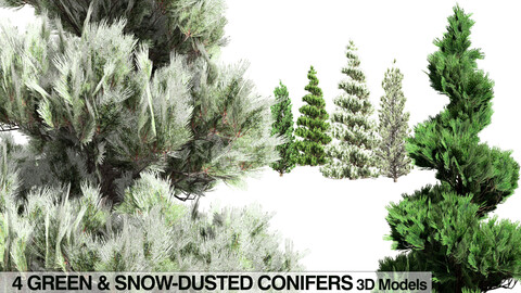 Evergreen and Snow Coated Pine Trees