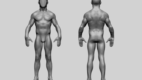 Base Male Anatomy C