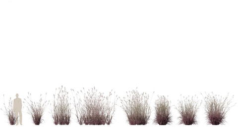 Andropogon gerardii – Big bluestem grass 01