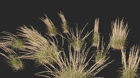 Andropogon virginicus – Broomsedge 01