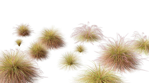 Anemanthele lessoniana – New zealand wind grass 01