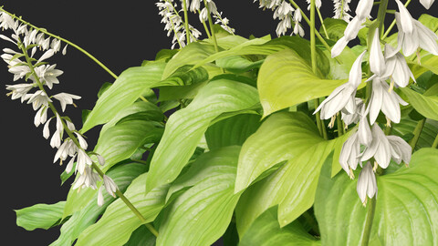 Hosta plantaginea – Fragrant plantain lily