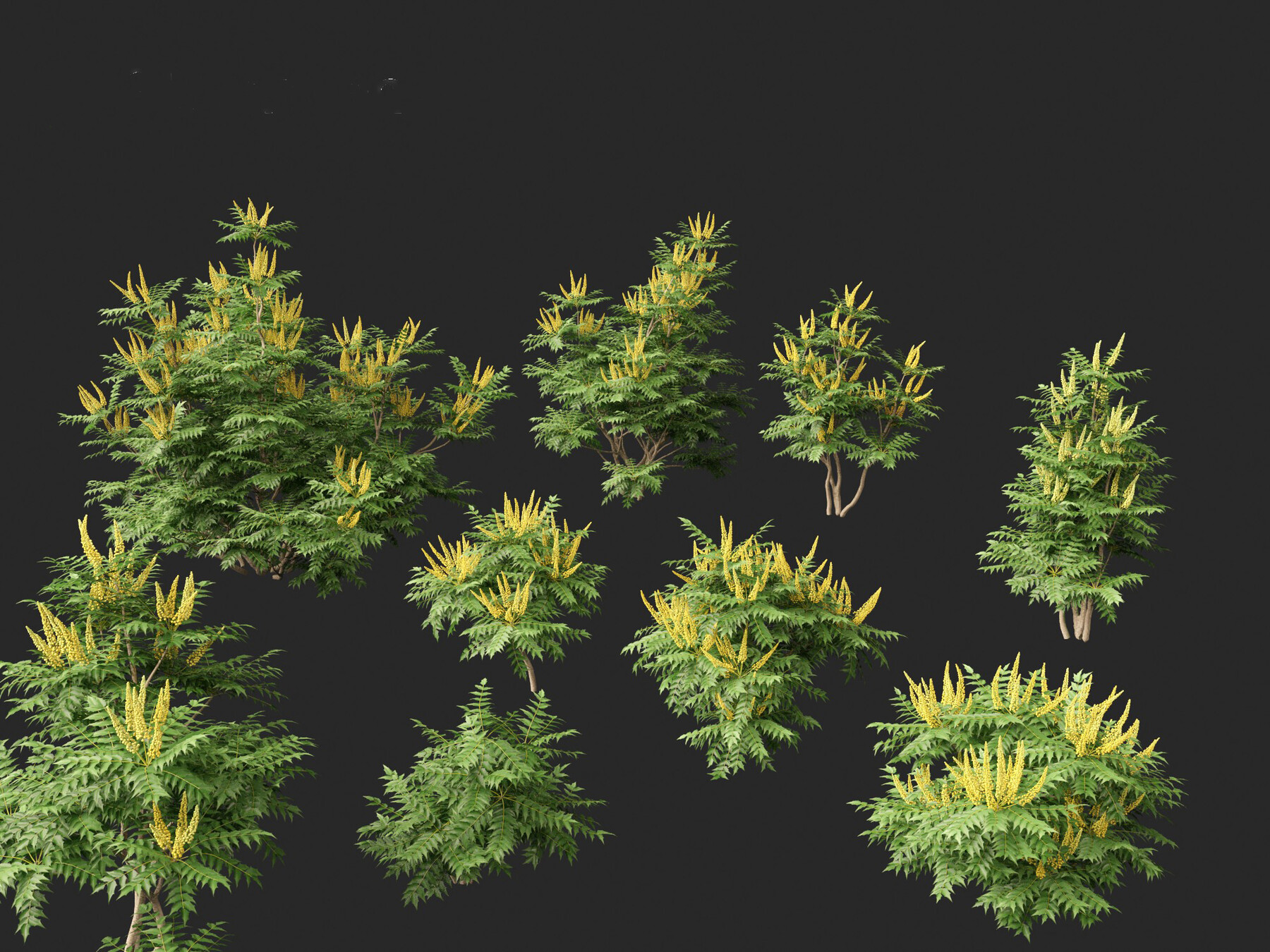 ArtStation - Mahonia japonica – Japanese mahonia | Resources