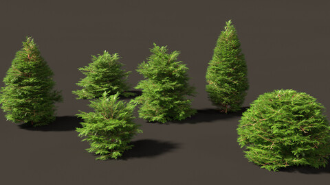 Chamaecyparis obtusa – hinoki cypress 01