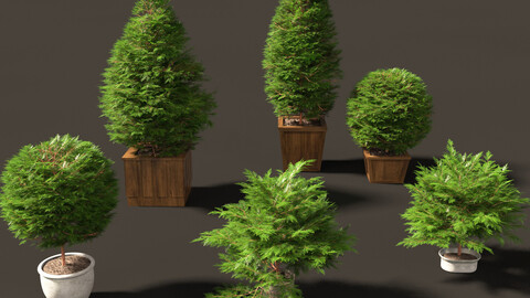 Chamaecyparis obtusa – hinoki cypress 02