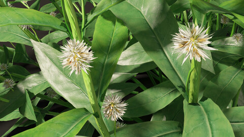 Alternanthera philoxeroides – alligator weed 01