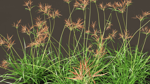 Cyperus rotundus -Purple Nutsedge