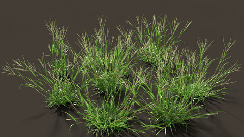 Digitaria ciliaris – Fingergrass