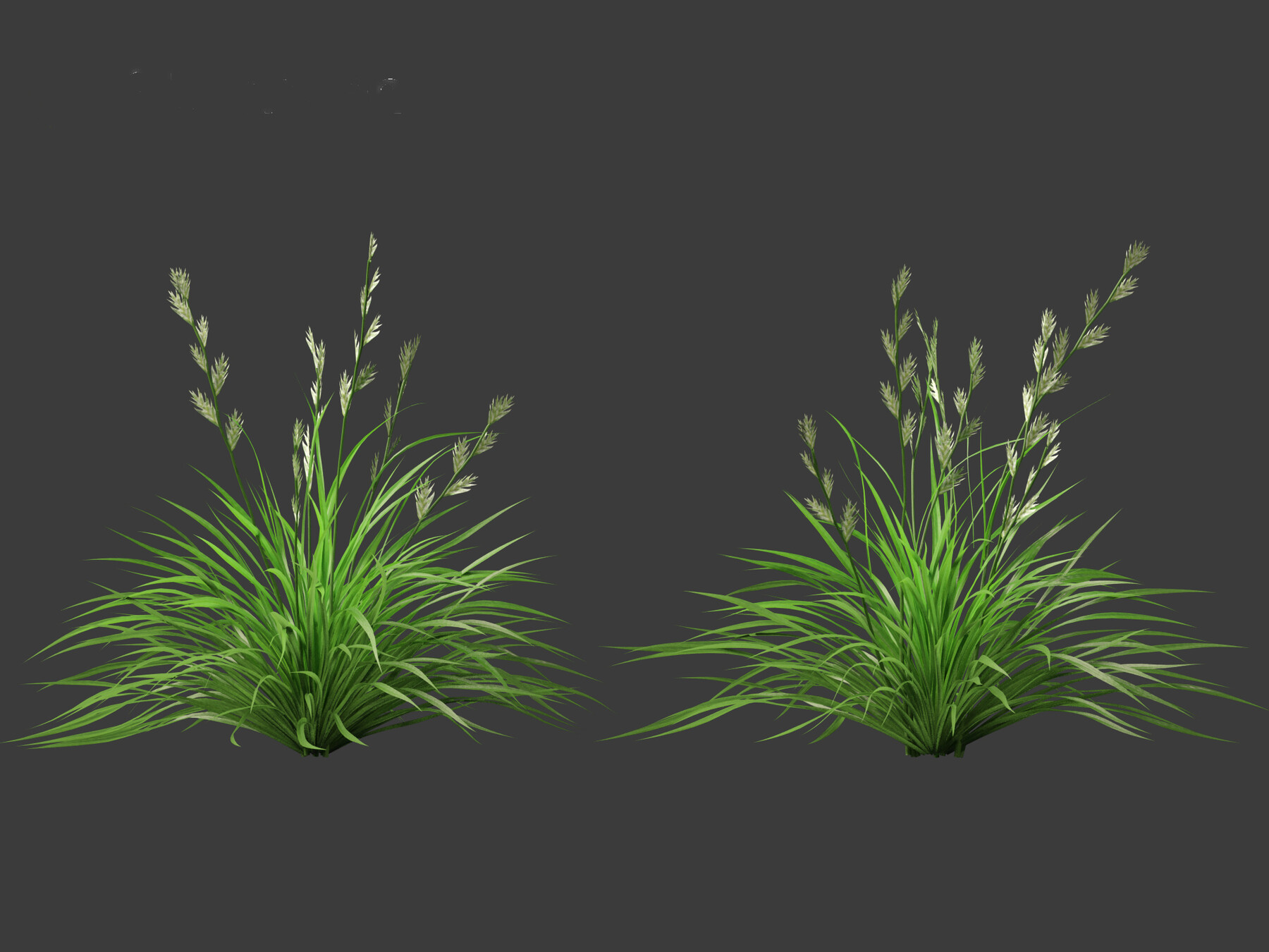 ArtStation - Lolium perenne – Perennial ryegrass | Resources