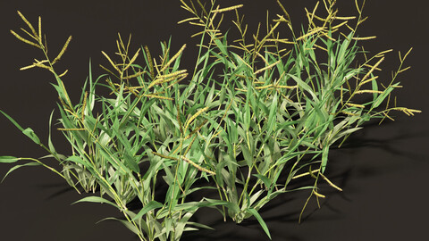 Paspalum wettsteinii -Broadleaf Paspalum