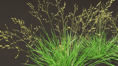 Poa annua – Annual meadow grass