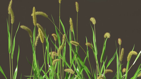 Setaria viridis – Green foxtail