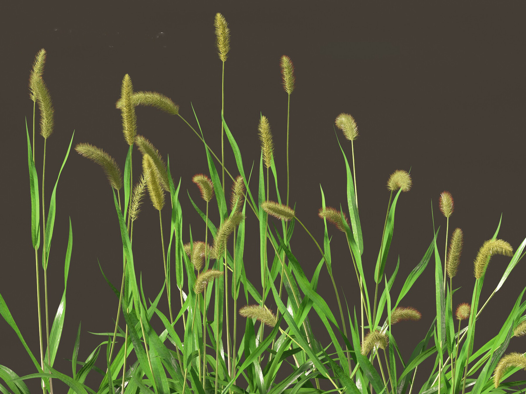 Setaria viridis – Green foxtail