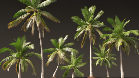 Cocos nucifera – Coconut tree 02