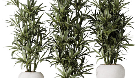 HousePlants Dracaena Warneckii Lemon Lime Cane Dragon Set04