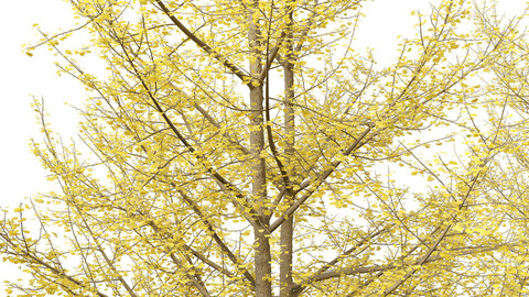 Ginkgo Biloba – Maidenhair Tree 20