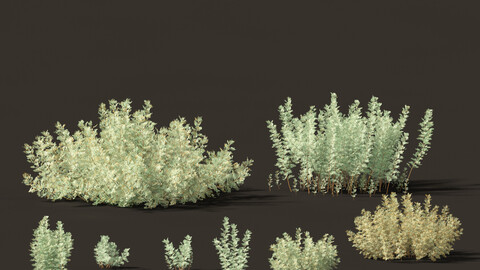 Artemisia abrotanum – southern wormwood