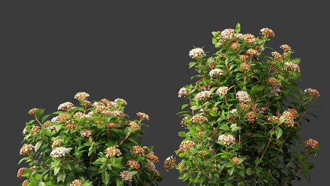 Viburnum tinus – laurustinus