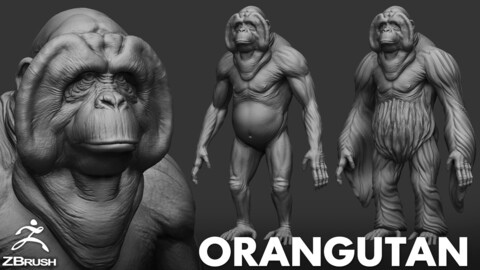 Orangutan- Topology + UV map