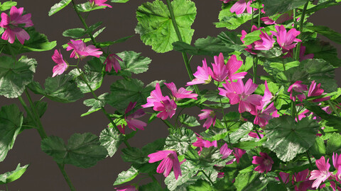 Lavatera cachemiriana – Kashmir Mallow