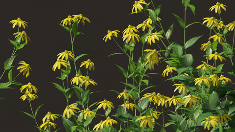 Rudbeckia laciniata – tall coneflower